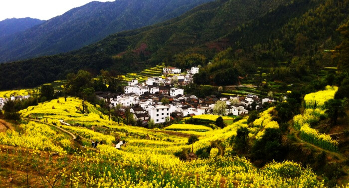 婺源。江陵。满山遍野油菜花和徽式建筑。