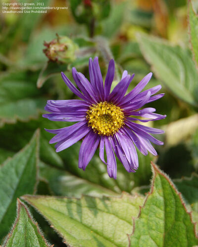 Full size picture of Himalayan Fall Aster (&lt;i&gt;Symphyotrichum undulatum&lt;/i&gt;)