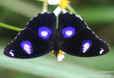  幻蛱蝶、琉球紫蛱蝶，学名：Hypolimnas bolina ，摄影：tropical.pete