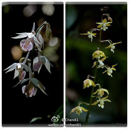 勾距虾脊兰（Calanthe graciliflora ）~