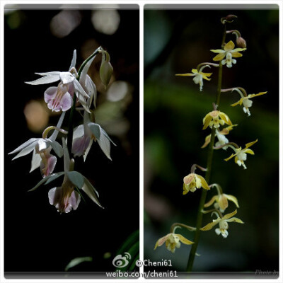 勾距虾脊兰（Calanthe graciliflora ）~