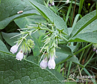 紫草科（Boraginaceae）聚合草（Symphytum officinale）