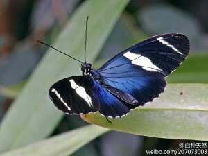 蓝蝴蝶~ { 拴袖蝶，学名：Heliconius Sara，摄影：Hennie Cuper }