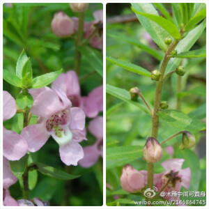 玄参科（Scrophulariaceae）香彩雀（Angelonia salicariifolia）