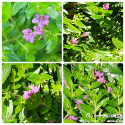 萼距花（Cuphea hookeriana）