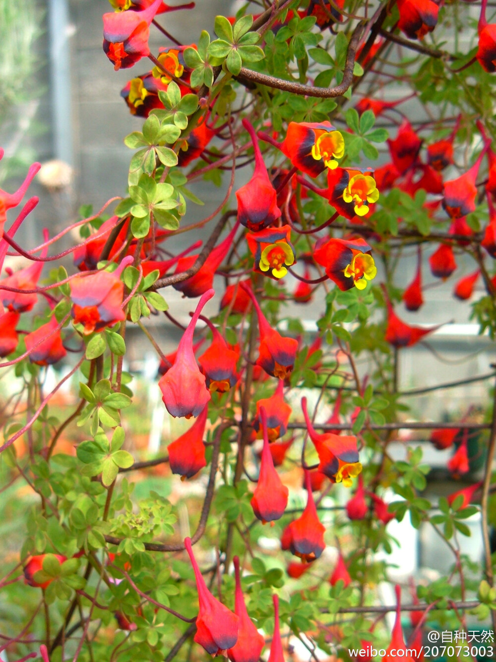 三色旱金莲，学名：Tropaeolum tricolorum，摄影：Jonathan Landsman