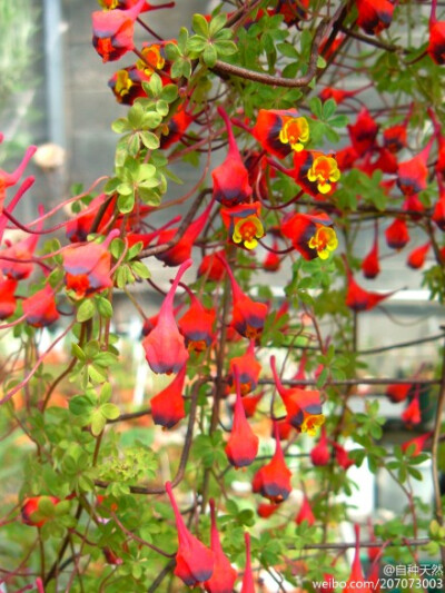 { 三色旱金莲，学名：Tropaeolum tricolor，摄影：Jonathan Landsman } 收起|查看大图|向左转|向右转