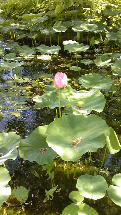 公園里的荷花