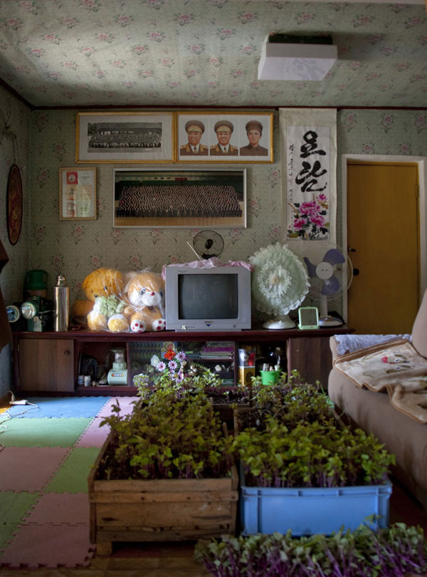 朝鲜平壤居民的客厅摆放了种满蔬菜的花箱
