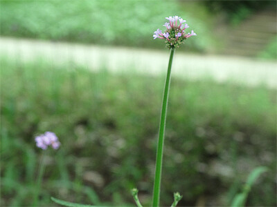 未闻花名（成都石象湖.20120630)