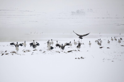 云南省昭通市：大雪纷飞中的鹤影形成迷人的水墨山水画。