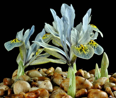 鸢尾花，学名：Iris reticulata cv. Alida，摄影：Phillip Gate s