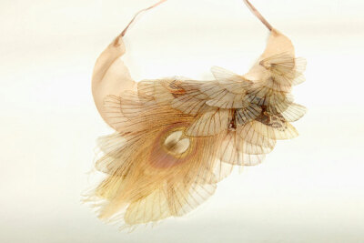 Fluttering in Nude Necklace Organza Moth Wings with White Peacock Feather