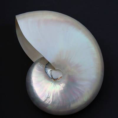 Pearlized Nautilus