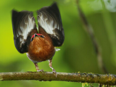 梅花翅娇鹟（Club-Winged Manakin，拉丁学名 Machaeropterus deliciosus）翘起翅膀鸣唱。摄影：Tim Laman