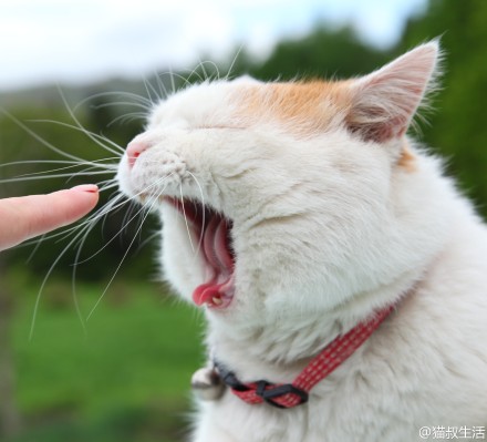 打哈欠的猫叔~