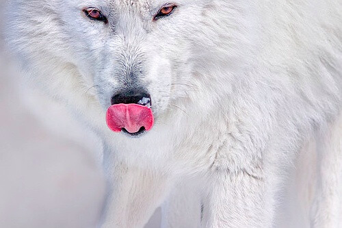白狼