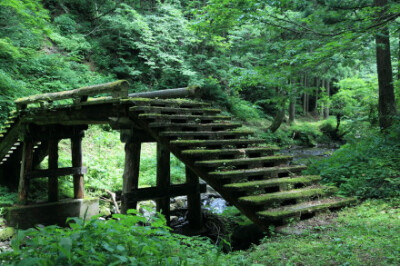 镜头下的日本：石川县加贺市，森林里的木桥。摄影by Ａko