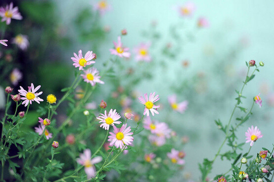 那些花儿