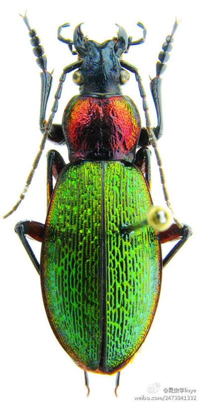 昆虫学liuye：东北大步甲－肩步甲Carabus(Morphocarabus) hummeli Fischer, 1823 色型很多，这种色型是最美的。北京也有这种，可惜都是黑色型