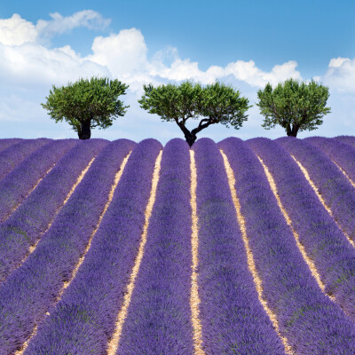 Photograph Valensole by Chantal Seigneurgens on 500px