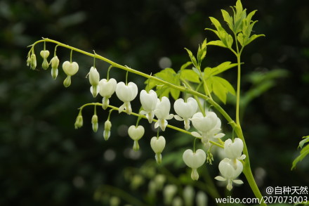 白花荷包牡丹，学名：Dicentra Spectabilis &#39;Alba&#39;，摄影：shortcircuit601