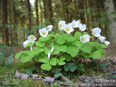 白色酢浆草，Oxalis acetosella，摄影：spanske blomster