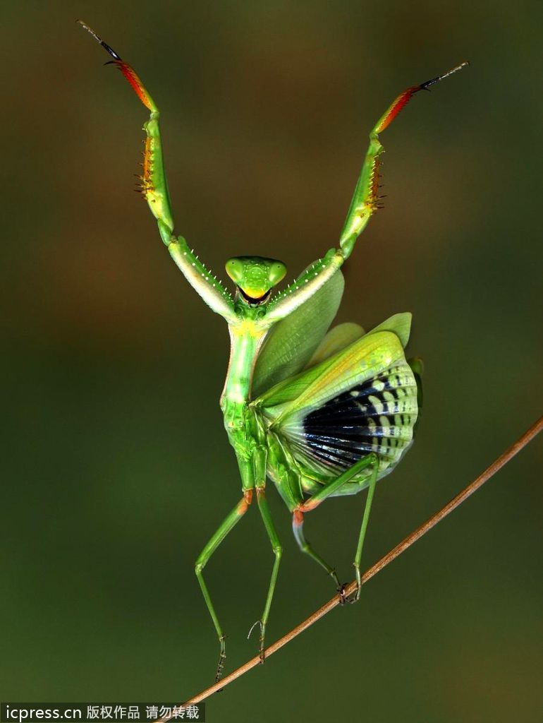 摄影师Hasan Baglar捕捉到了一组螳螂跟随音乐旋律翩翩起舞的照片，这只会跳舞的螳螂生活在塞浦路斯，它站在一根极细的树枝上，跟着音乐的节拍翩翩起舞，时而举起双手，时而弯曲四肢，脸上还保持着微笑，模仿着巨星约…