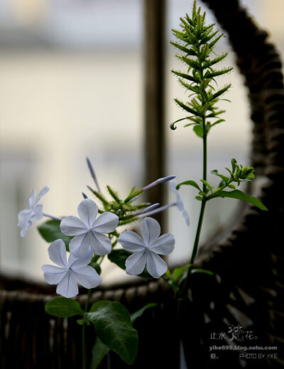 蓝雪花