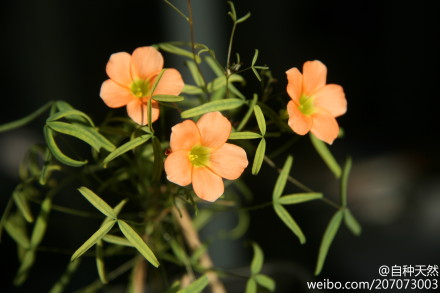 纤茎酢浆草，学名：Oxalis gracilis ，photo by：themts