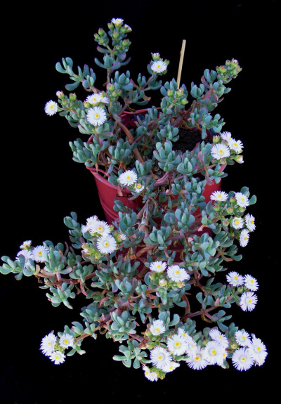 姬鹿角，番杏科、覆盆花属 ，学名：Oscularia pedunculata， 摄影：A.Banu