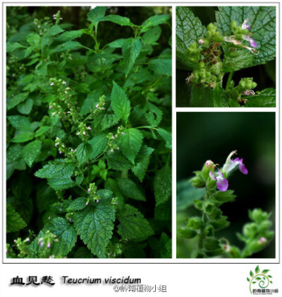 血见愁（Teucrium viscidum）唇形科香科科属 听到血见愁这名字，是否会令你联想到武侠小说里的某种暗器？在那个刀光剑影的江湖，它的出现不知道抚慰了多少英雄豪杰的伤口。但是这么一种止血良药，却长着极为普通的外…