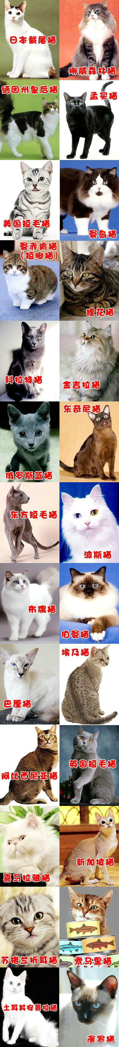 猫的品种