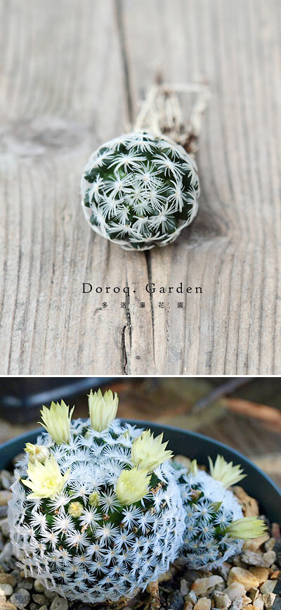 Mammillaria duwei【杜威丸】仙人掌科乳突球属。翠绿色的丸形品种，绒刺如羽毛般柔软。喜欢阳光和温暖环境，春夏季会开放出鹅黄的花朵，俏皮而清新。夏季生长旺盛但避免暴晒，待土干透后再行浇水，冬季生长缓慢或停止，建议放在窗台向阳处，少浇水为妙。