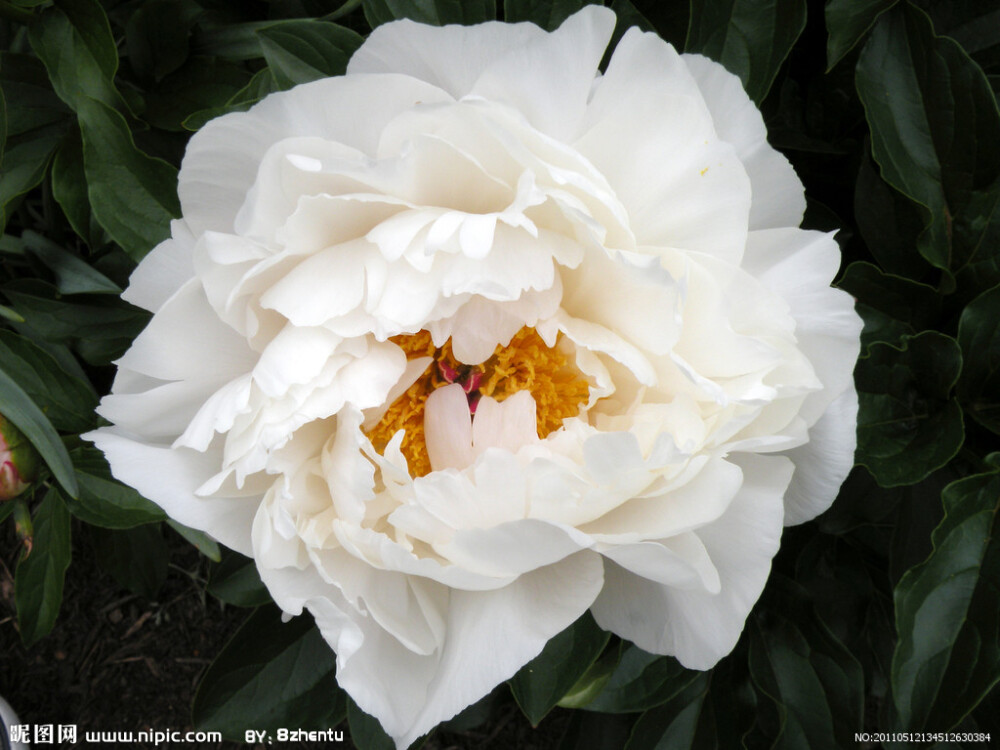 白牡丹