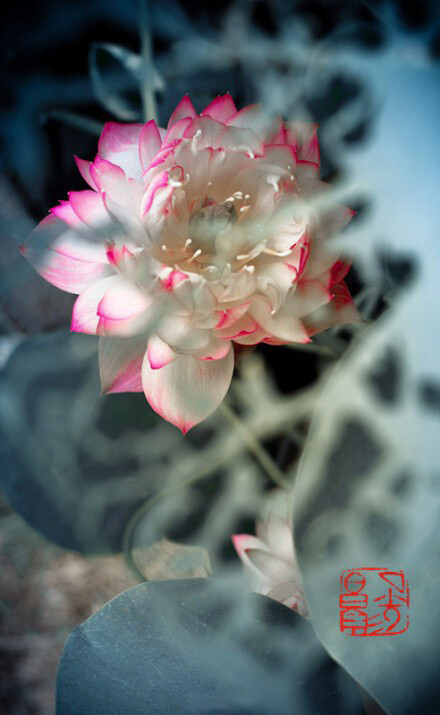 你若盛开，清风自来。更多精彩@晓冬知春-视觉生活志