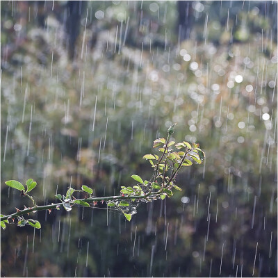 By Михаил Захарин（Martovsky Kot）-The September rain...