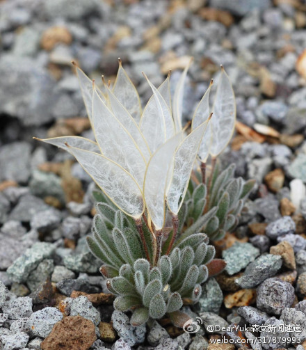 透明羽毛般的叶片，英文名：Daggerpod ， 学名：Anelsonia eurycarpa，摄影：Calcareous Al