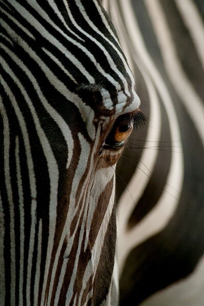 The eye of the zebre