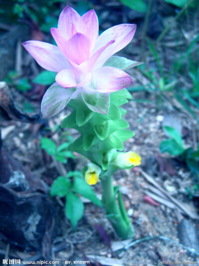 野山姜花