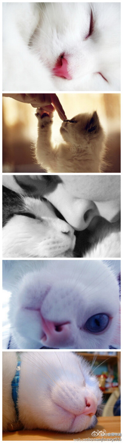 对粉嫩嫩的猫鼻子木有抵抗力