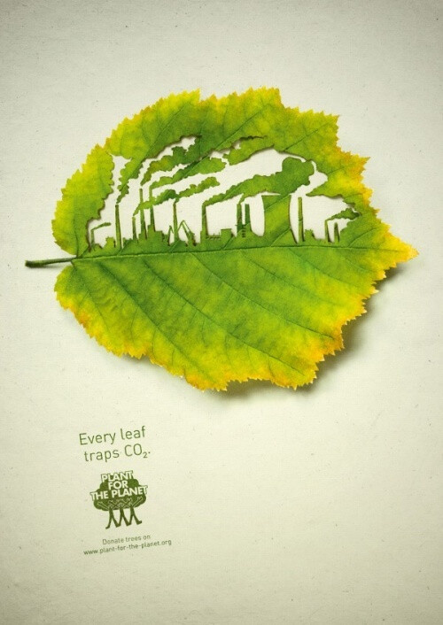 every leaf traps CO2