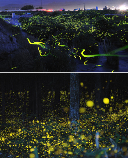 【萤火虫】，摄影师：Tsuneaki Hiramatsu 在日本乡间，摄影师偶然发现夜晚的一片田地闪烁着奇怪的绿色光芒，走近才发现是成千上万的萤火虫徘徊在这片区域，他使用低速快门（Slow Shutter）的方式拍下萤火虫飞舞的美丽景象