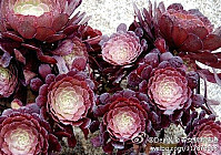 景天科莲花掌属 Aeonium decorum http://meilishuo.com/u/EBT0sDiegata，一片惊艳的存在。