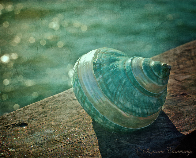 By Suzanne Cummings-From the Sea