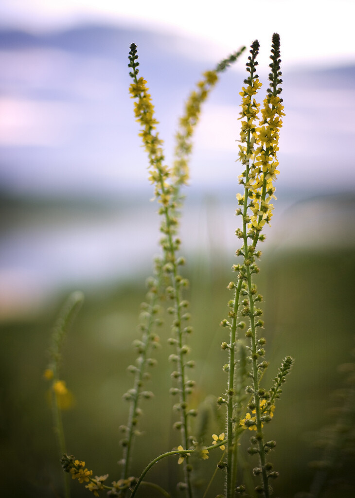 摄影：Aleksandr Matveev-Flowers