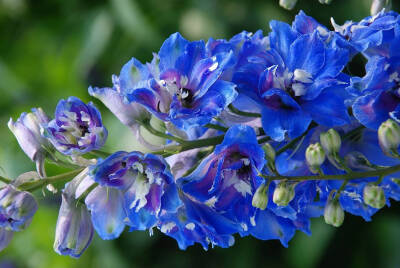 .msrl. 飞燕草（学名：Delphinium grandiflorum）为毛茛科翠雀属的多年生草本植物。因其花形别致，酷似一只只燕子故名之。花径4厘米左右，形态优雅，惹人喜爱；高35～65厘米，茎具疏分枝，叶掌状全裂。总状花序具3-1…