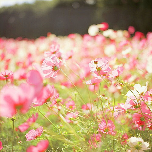 待到山花烂漫时