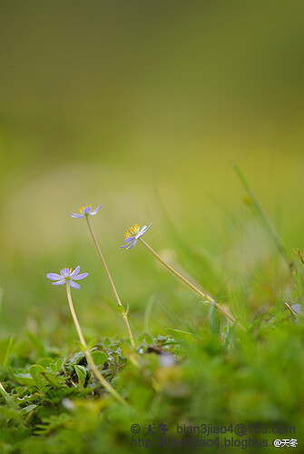 钝裂银莲花，毛茛科，银莲花属