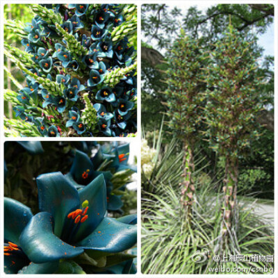 高山龙舌凤梨（Puya alpestris），原产智利安第斯山脉，花青绿色，极为少见